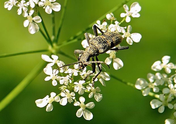 fuzáč Rhagium mordax