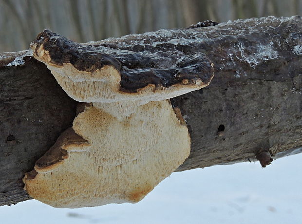 trúdnikovec Trametes sp.