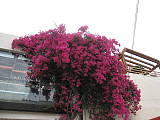 Bougainvillea glabra