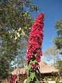 bougainvillea glabra