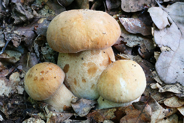 hríb dubový Boletus reticulatus Schaeff.