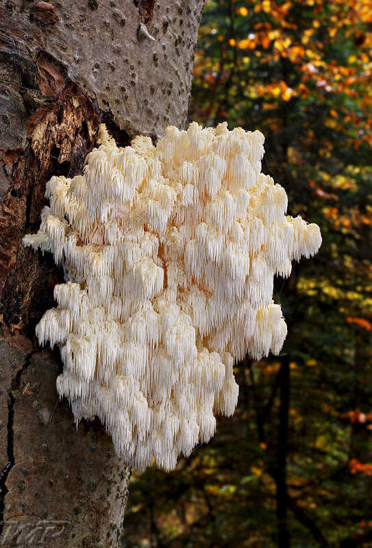 koralovec jedľový Hericium alpestre Pers.