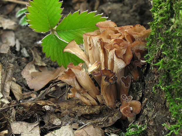 húževnatček ulitovitý Lentinellus cochleatus (Pers.) P. Karst.