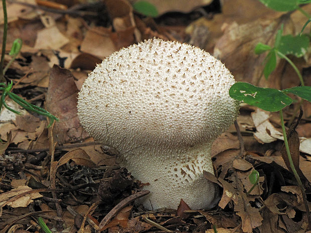 prášnica bradavičnatá Lycoperdon perlatum Pers.