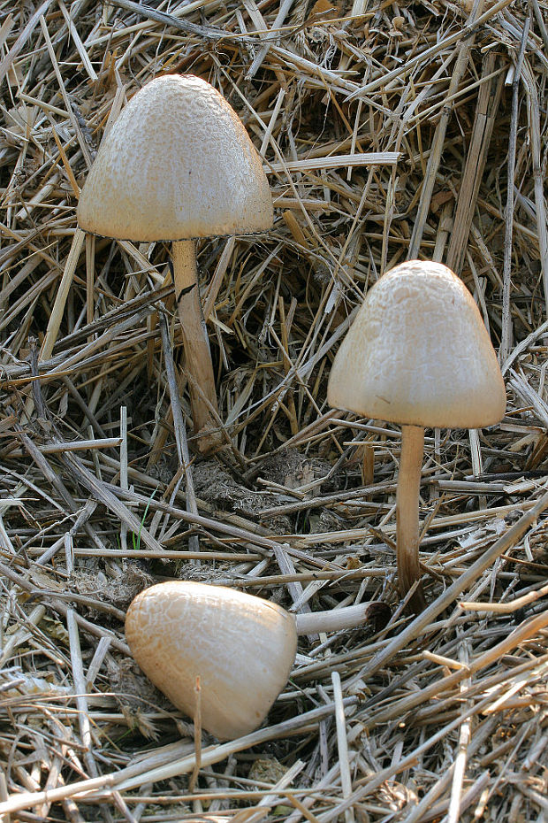 kropenatec prstenitý Panaeolus semiovatus (Sowerby) S. Lundell & Nannf.