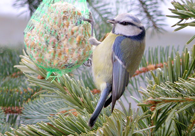 sýkorka belasá Parus caeruleus