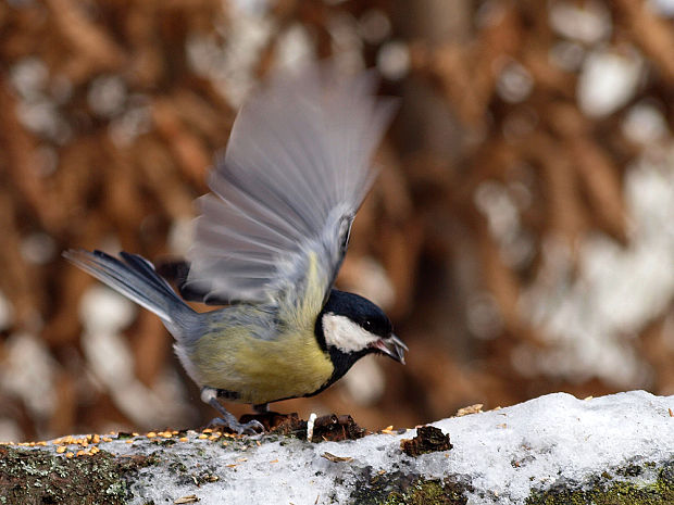 sýkorka bielolíca Parus major