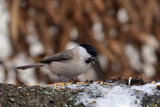 sykorka leskohlava  Parus palustris