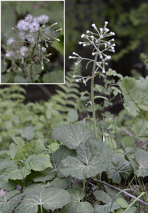 deväťsil biely Petasites albus (L.) P. Gaertn.