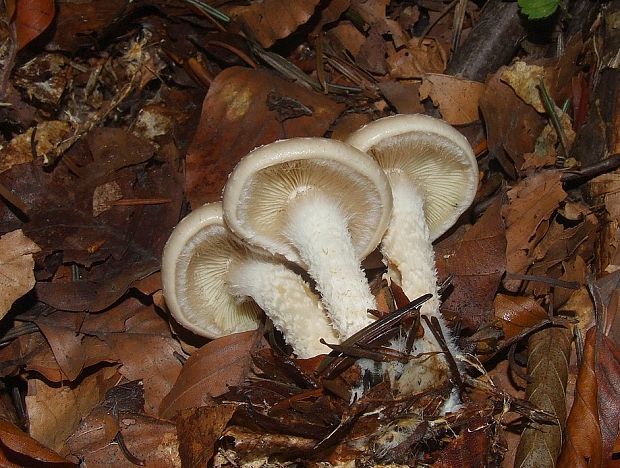 šupinovka hlinovookrová Pholiota lenta (Pers.) Singer