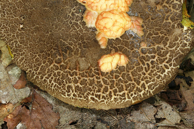 suchohríb uťatovýtrusný Xerocomellus porosporus (Imler ex Bon & G. Moreno) Šutara