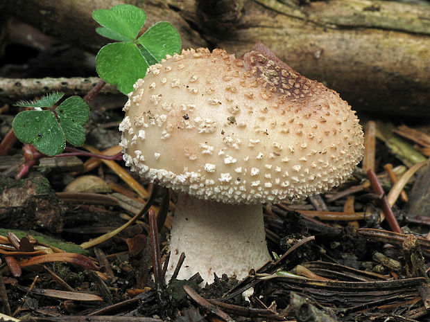 muchotrávka červenkastá Amanita rubescens Pers.