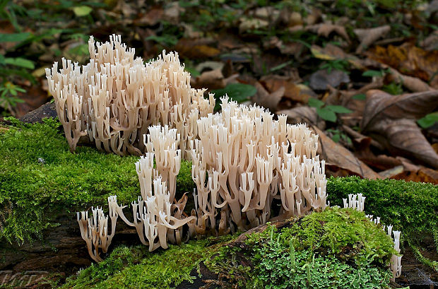 korunovec svietnikovitý Artomyces pyxidatus (Pers.) Jülich