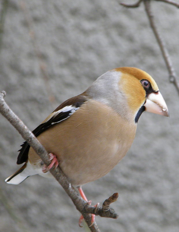 glezg hrubozobý Coccothraustes coccothraustes