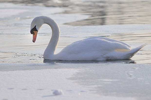 labuť hrbozobá   Cygnus olor