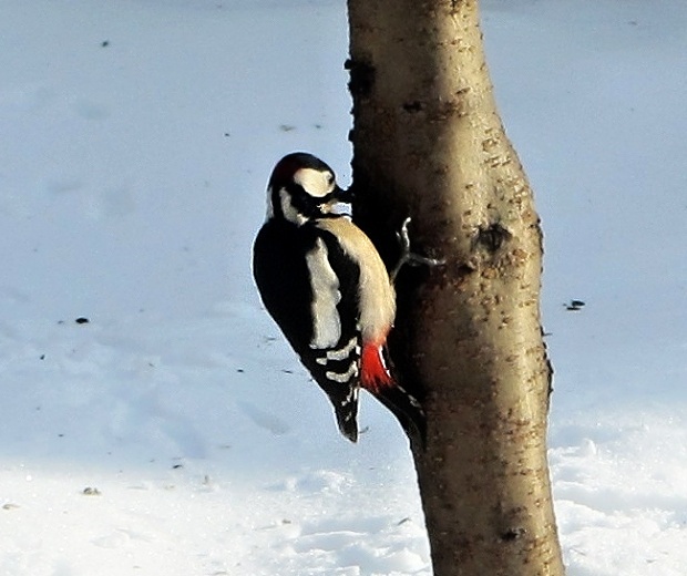 ďateľ veľký Dendrocopos major