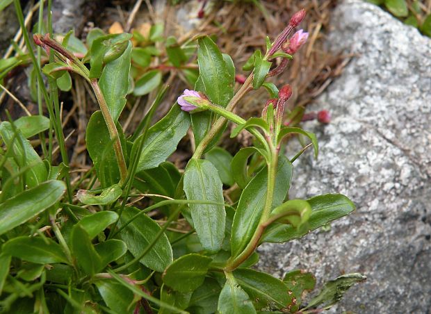 vŕbovka drchničkolistá Epilobium anagallidifolium Lam.