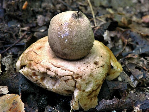 hviezdovka červenkastá Geastrum rufescens Pers.