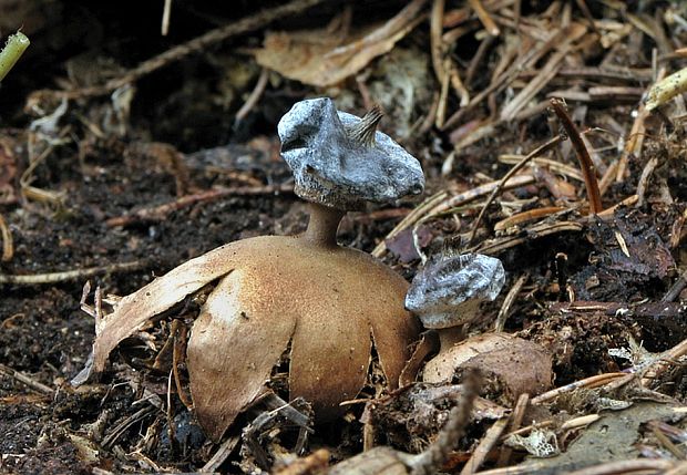 hviezdovka golierikovitá Geastrum striatum DC.