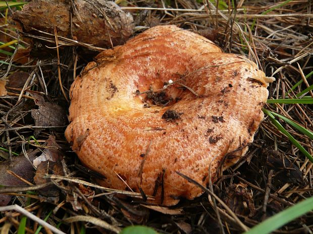 rýdzik pravý Lactarius deliciosus (L.) Gray