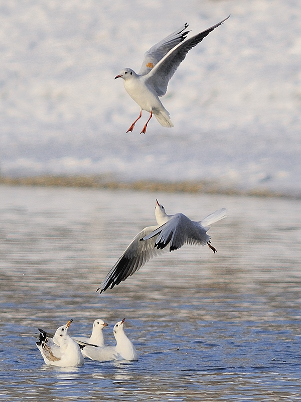 čajka   Larus canus