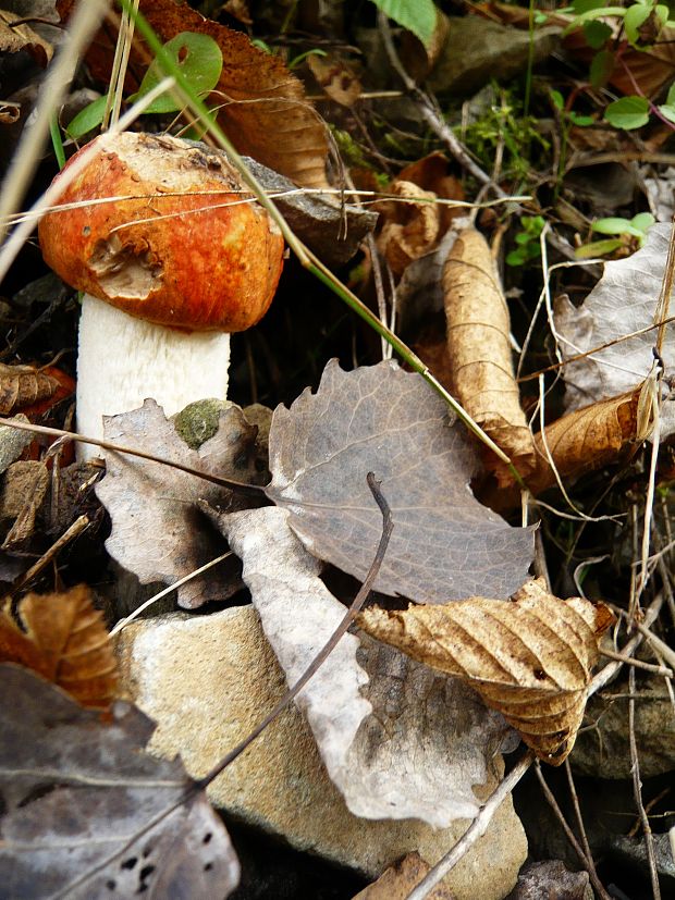 kozák osikový Leccinum albostipitatum den Bakker & Noordel.