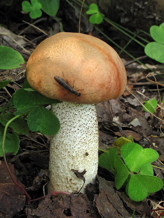 kozák osikový Leccinum albostipitatum den Bakker & Noordel.