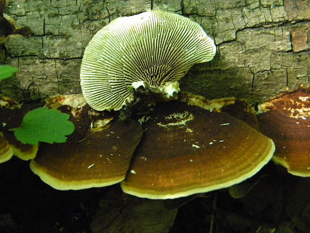 lupeňovka brezová Lenzites betulina (L.) Fr.