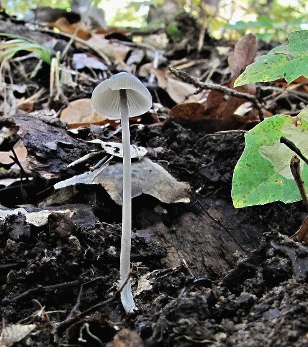 prilbička Mycena sp.