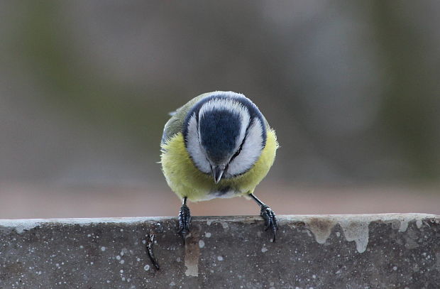 sýkorka belasá Parus caeruleus