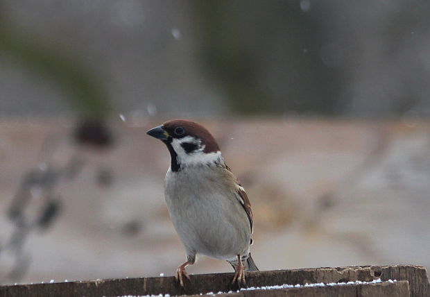 vrabec polný Passer montanus