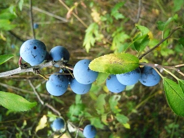 trnka obyčajná Prunus spinosa L.