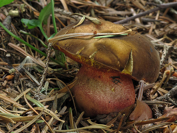 hríb zrnitohlúbikový Sutorius luridiformis (Rostk.) G. Wu & Zhu L. Yang