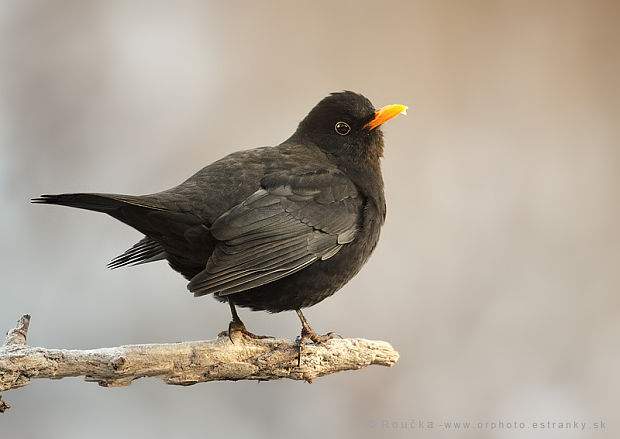 drozd čierny Turdus merula