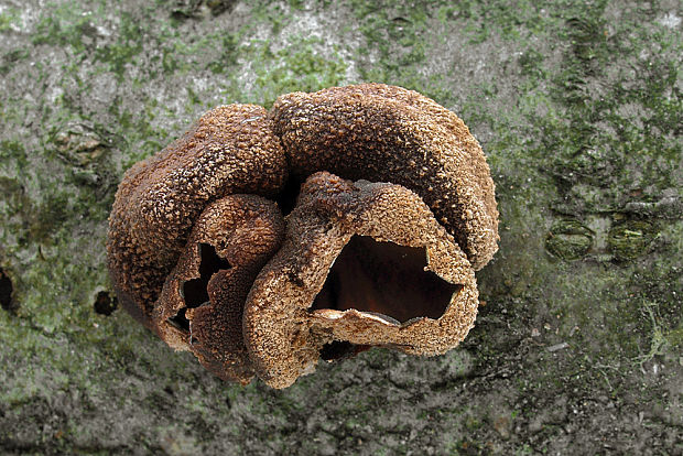 dutinovka otrubnatá Encoelia furfuracea (Roth) P. Karst.