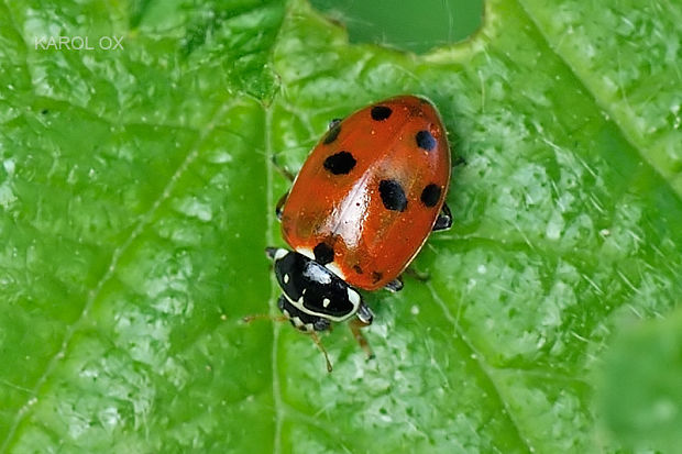 lienka Hippodamia variegata