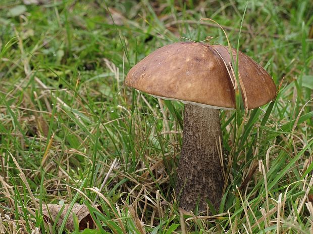 kozák brezový Leccinum scabrum (Bull.) Gray