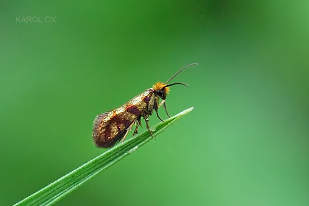 potočníkovec Thunbergov Micropterix tunbergella