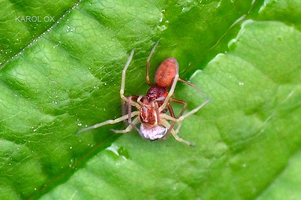 cedivočka Nigma flavescens