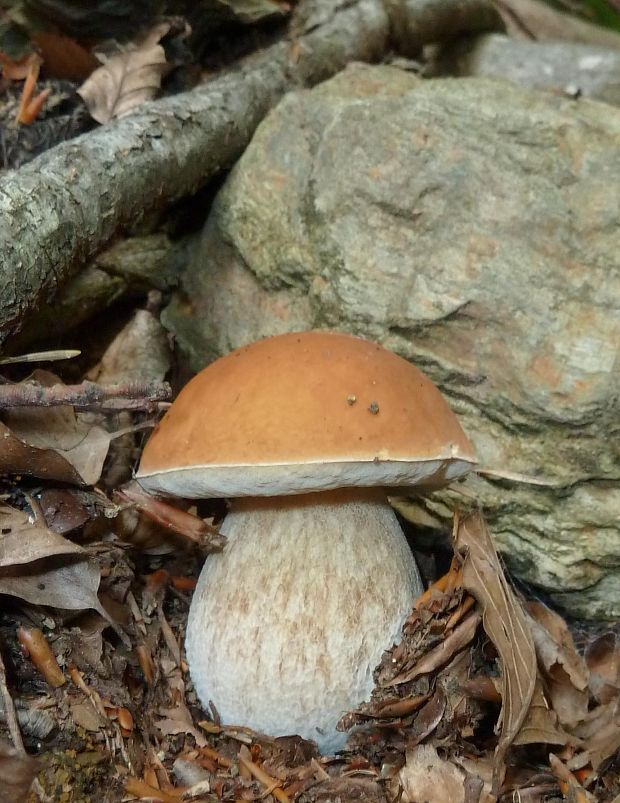 hríb smrekový Boletus edulis Bull.