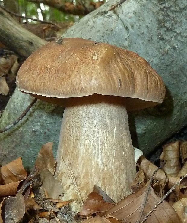 hríb dubový Boletus reticulatus Schaeff.