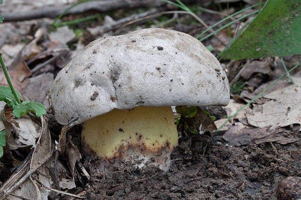 hríb horký Caloboletus radicans (Pers.) Vizzini