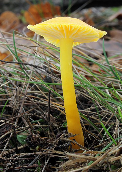 lúčnica citrónovožltá Hygrocybe chlorophana (Fr.) Wünsche