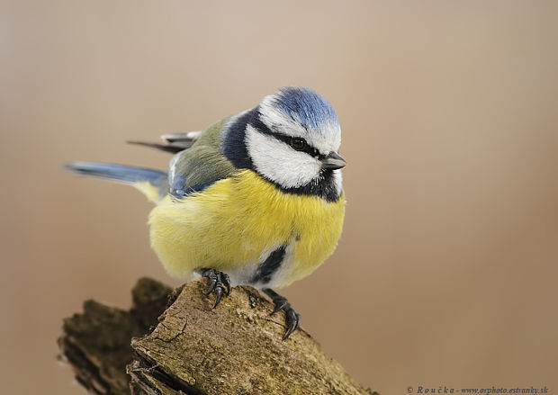 sýkorka belasá Parus caeruleus