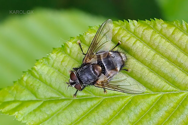 bystruša Blepharipa pratensis Meigen, 1824