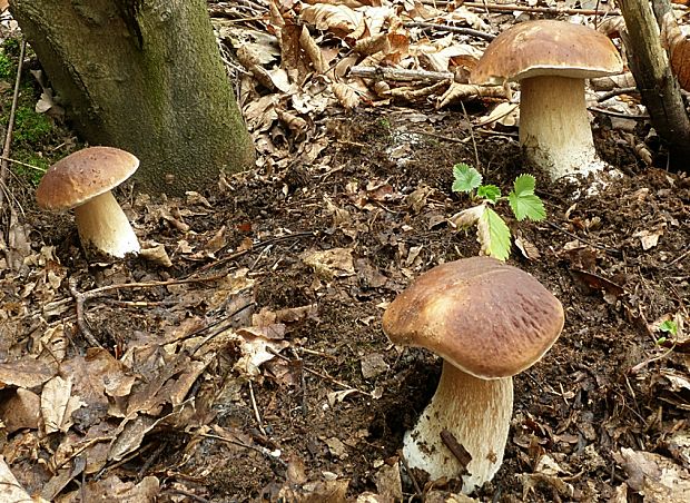 hríb smrekový Boletus edulis Bull.