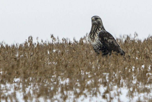 myšiak severský Buteo lagopus