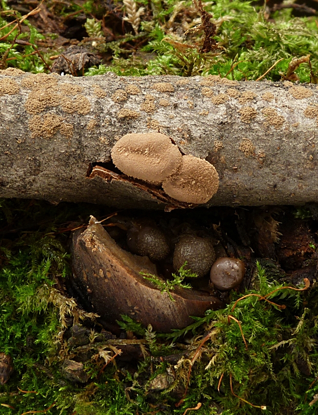 dutinovka otrubnatá Encoelia furfuracea (Roth) P. Karst.