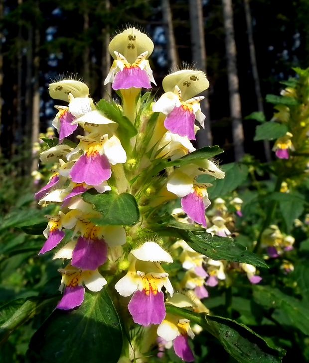 konopnica úhľadná Galeopsis speciosa Mill.