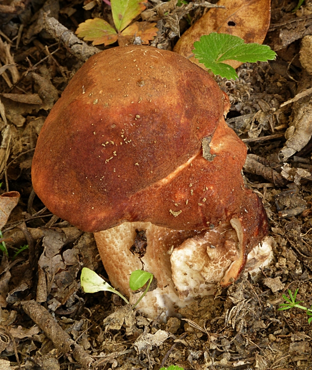 kozák dubový Leccinum aurantiacum (Bull.) Gray